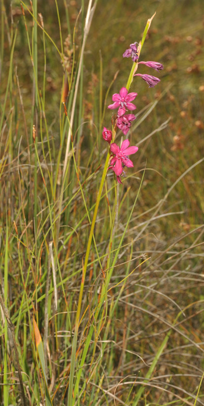Iridaceae sp. 