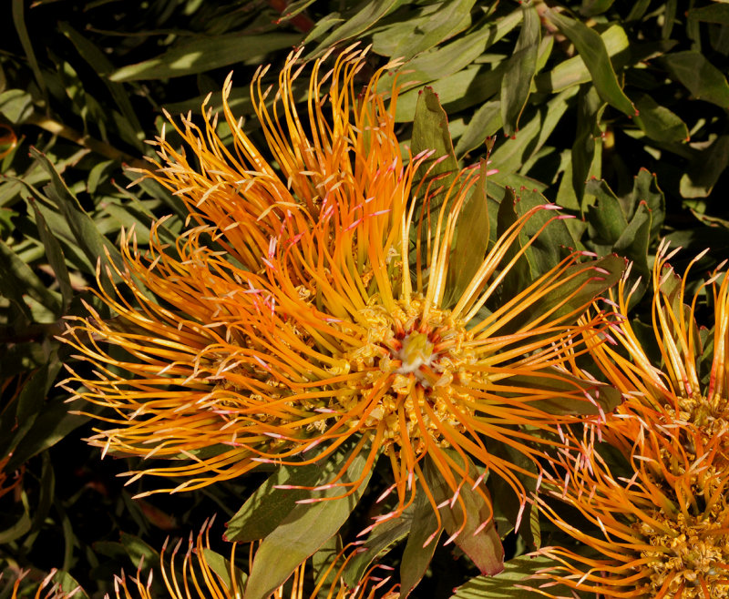 Leucospermum catherinae. Close-up.