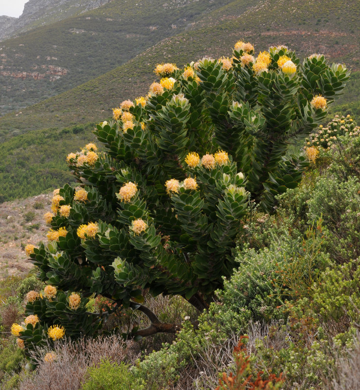 Leucospermum conocarpodendron