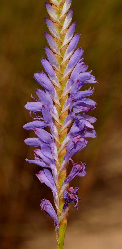 Micranthus junceus Closer.