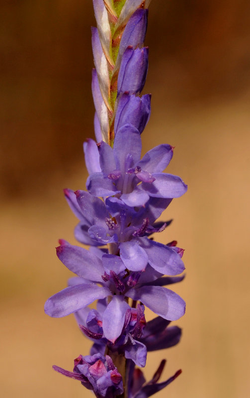Micranthus junceus Close-up.