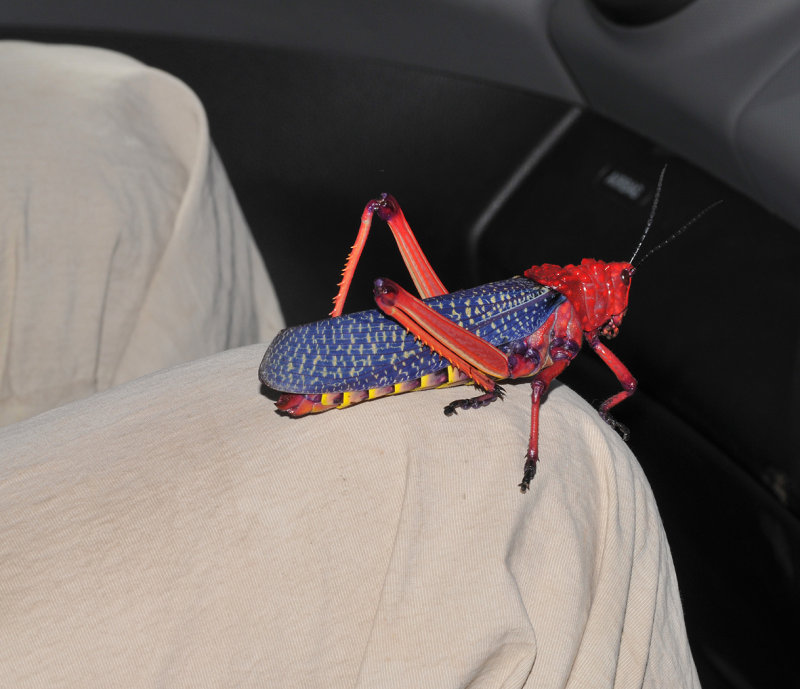Phymateus morbillosus on lap.