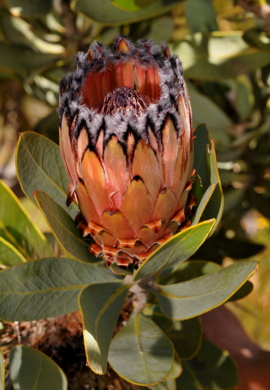 Protea laurifolia.