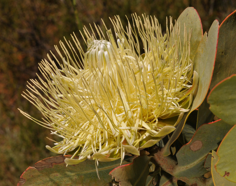Protea nitida. Close-up.