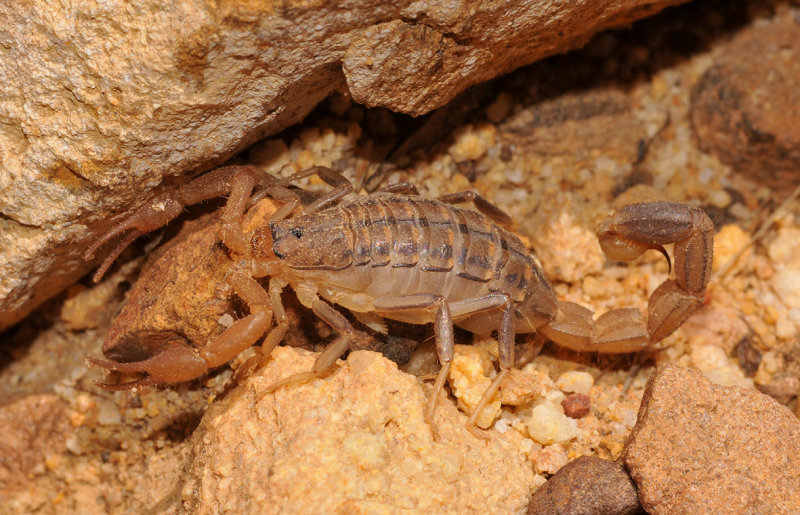 Scorpion