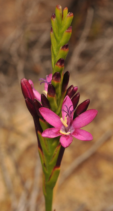 Thereianthus minutus. Close-up.