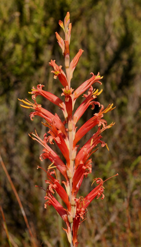Tritoniopsis sp.