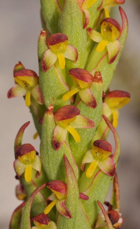 Disa bracteata. Closer.