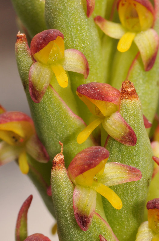 Disa bracteata. Close-up.