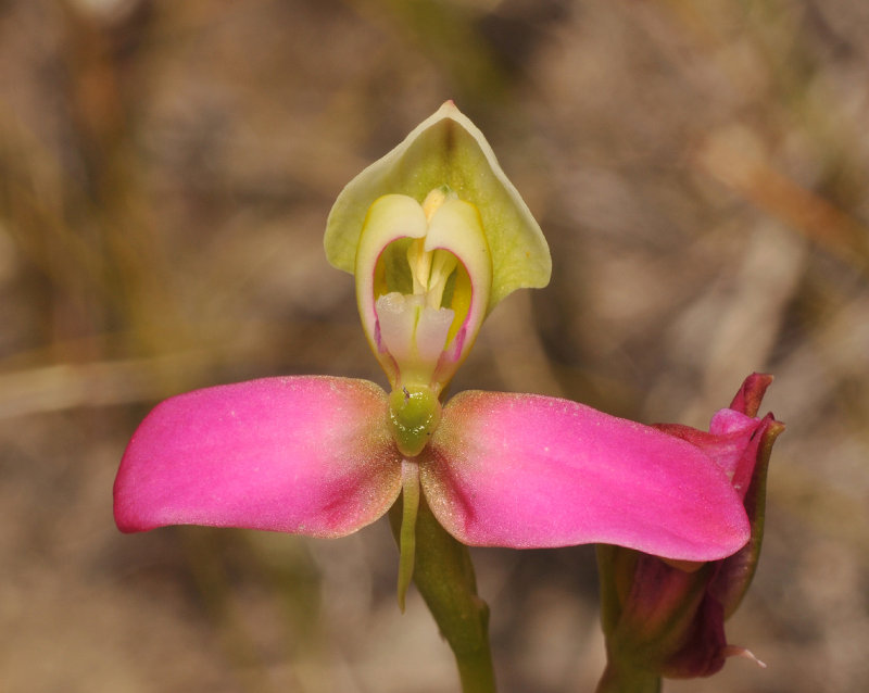 Disa filicornis. Close-up.