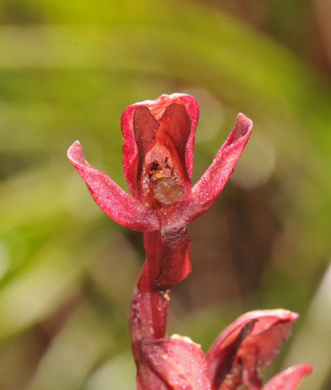 Disa ophrydea. Close-up.