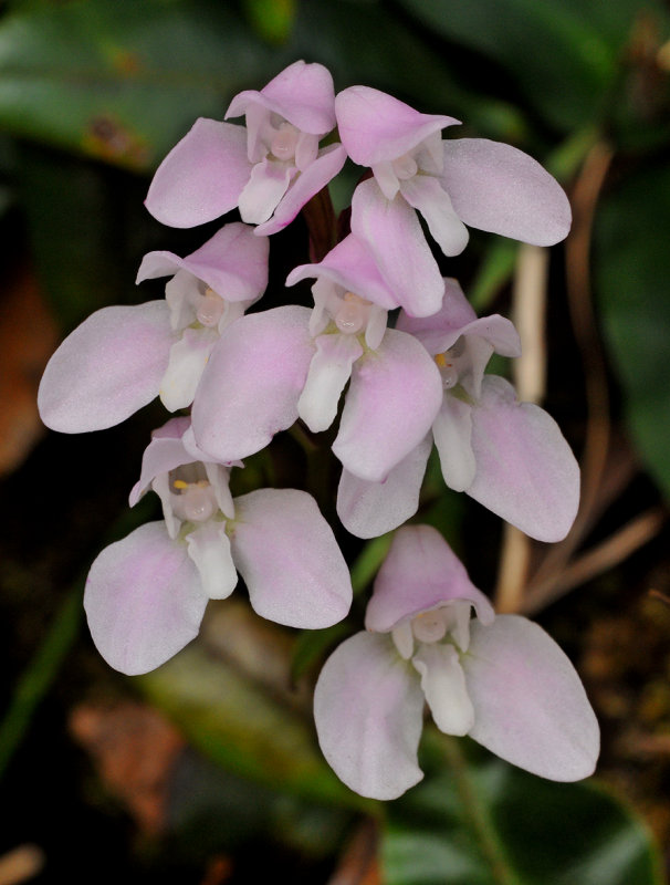 Disa rosea. Closer.