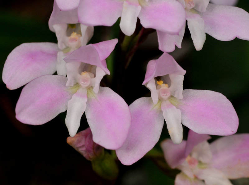 Disa rosea. Close-up.
