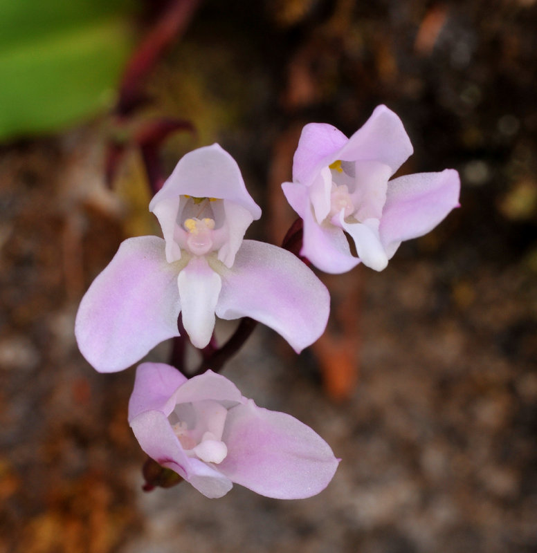 Disa rosea. Close-up.