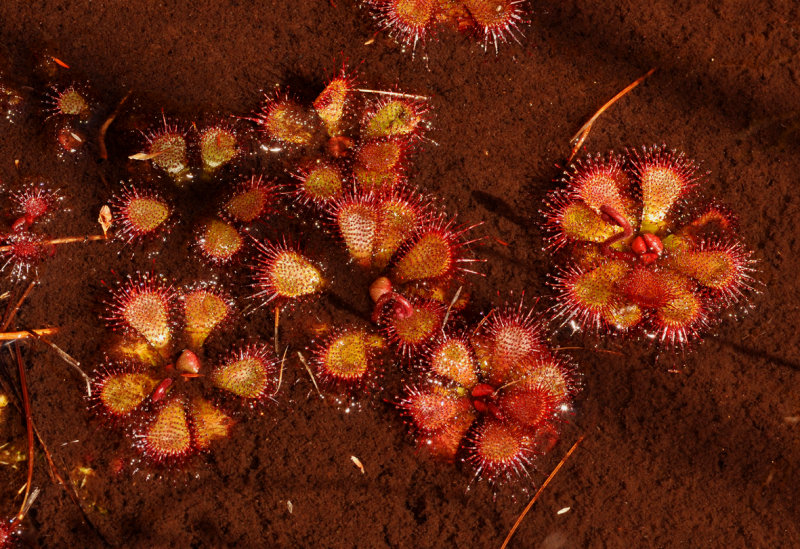 Drosera admirabilis