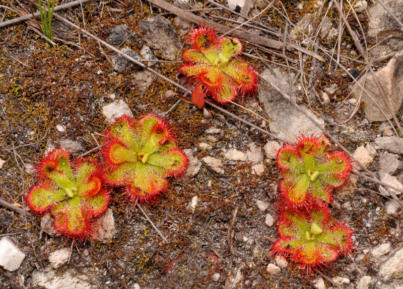Drosera curviscapa