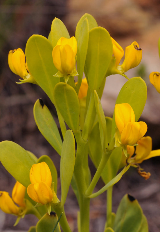 Fabaceae. Close-up.