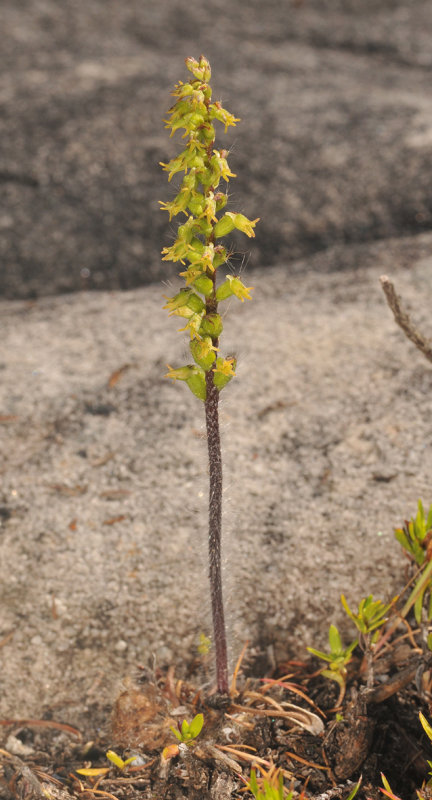 Holothrix villosa