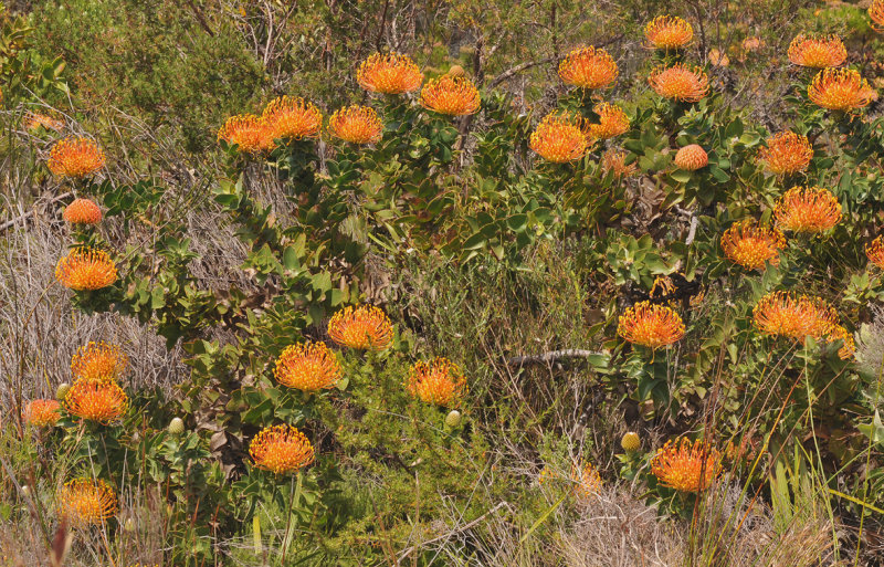 Leucospermum cordifolium