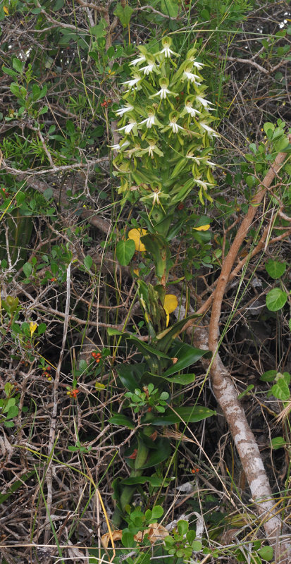 Bonatea speciosa