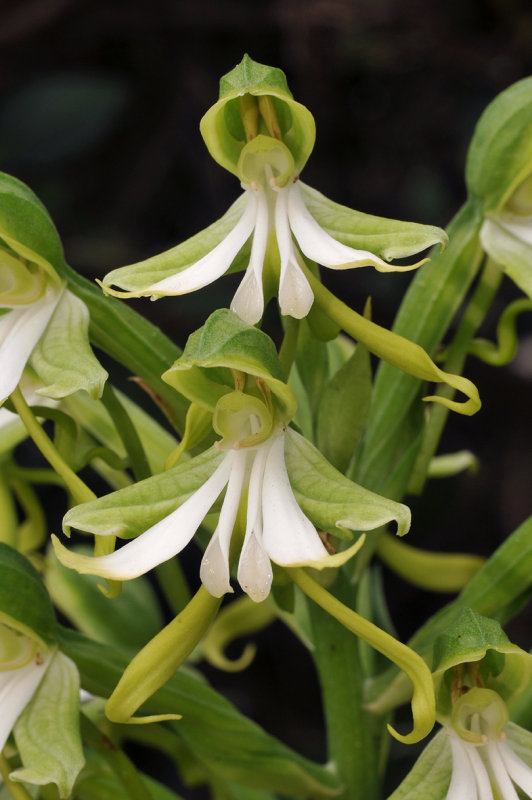 Bonatea speciosa. Close-up.