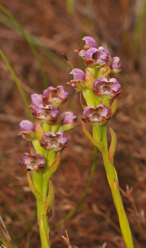 Corycium carnosum. Closer.