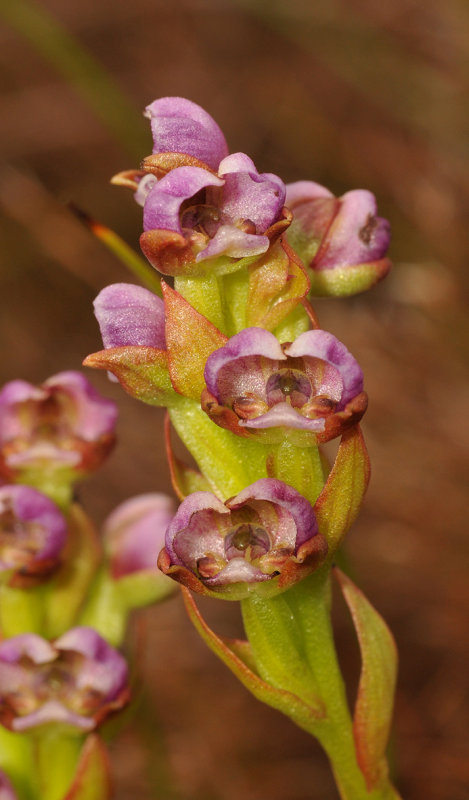 Corycium carnosum. Closer.