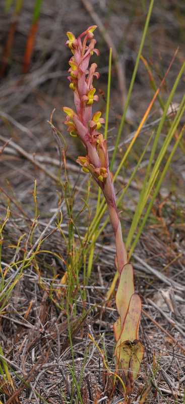 Disa bolusiana