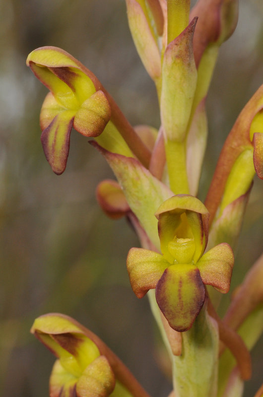 Disa bolusiana. Close-up.