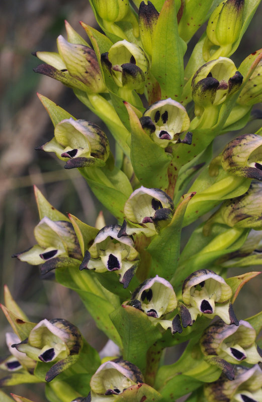 Disa hallackii. Closer.