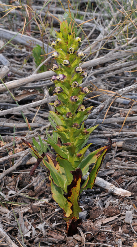 Disa hallackii
