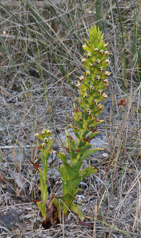 Disa hallackii