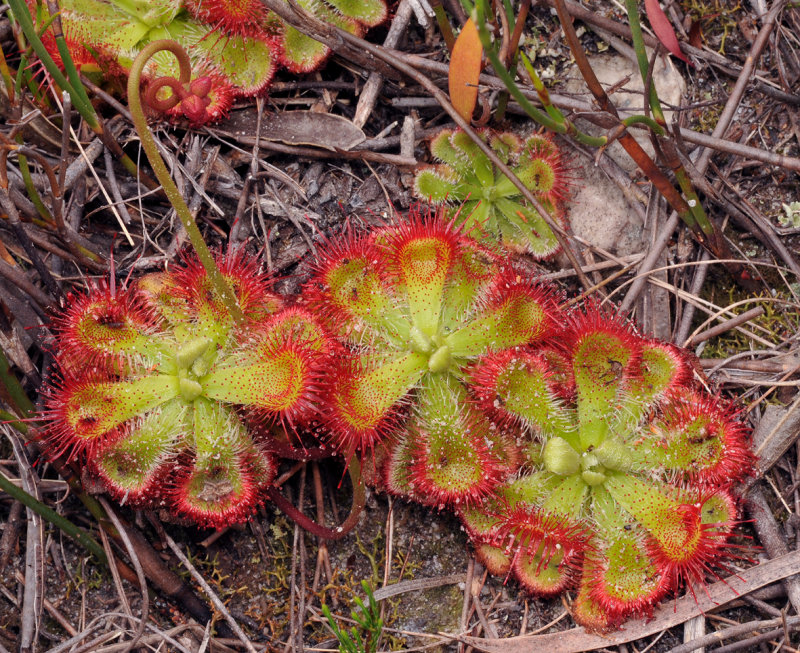 Drosera curviscapa