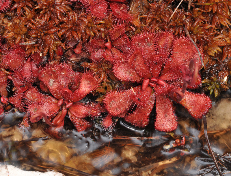 Drosera slackii