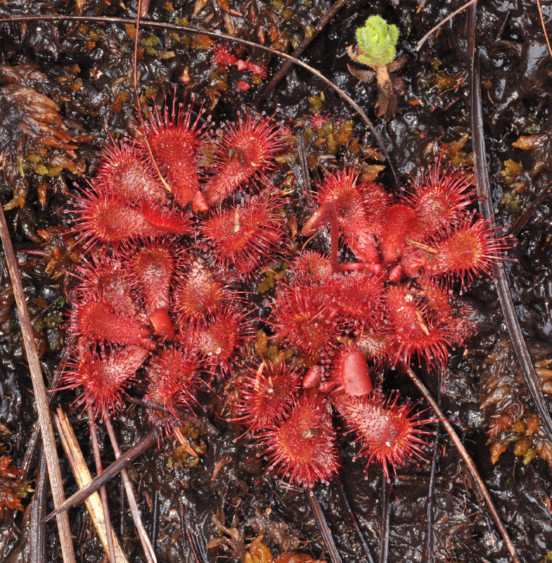 Drosera slackii