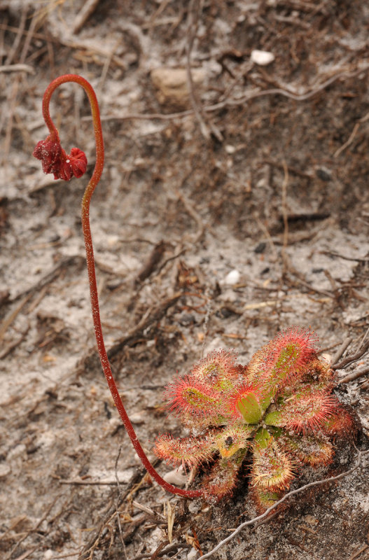 Drosera sp. 