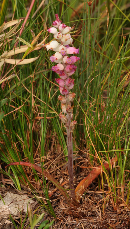 Lachenalia peersii