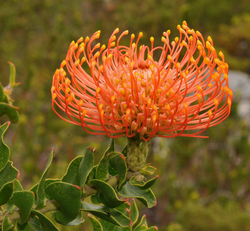 Leucospermum cordifolium