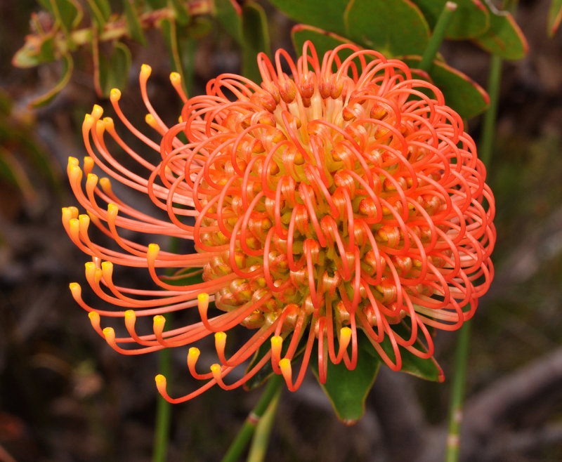Leucospermum cordifolium. Opening flowerhead.