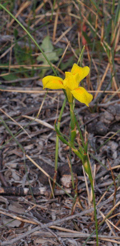 Mooraea sp.