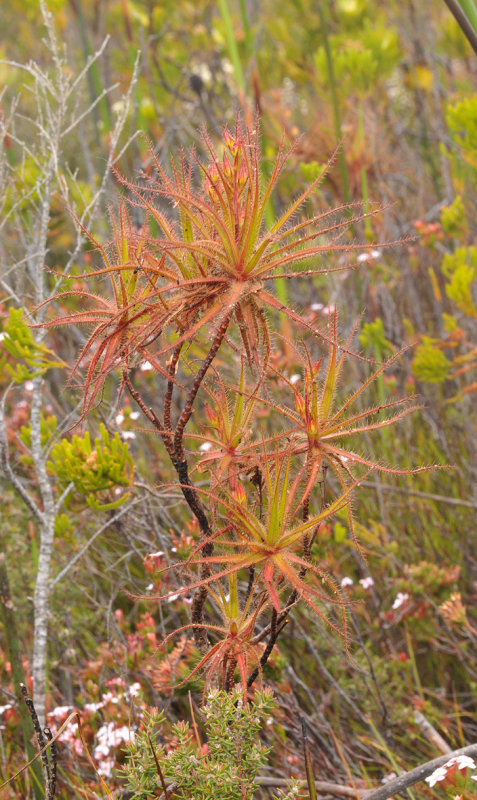 Roridula gorgonias. Closer.