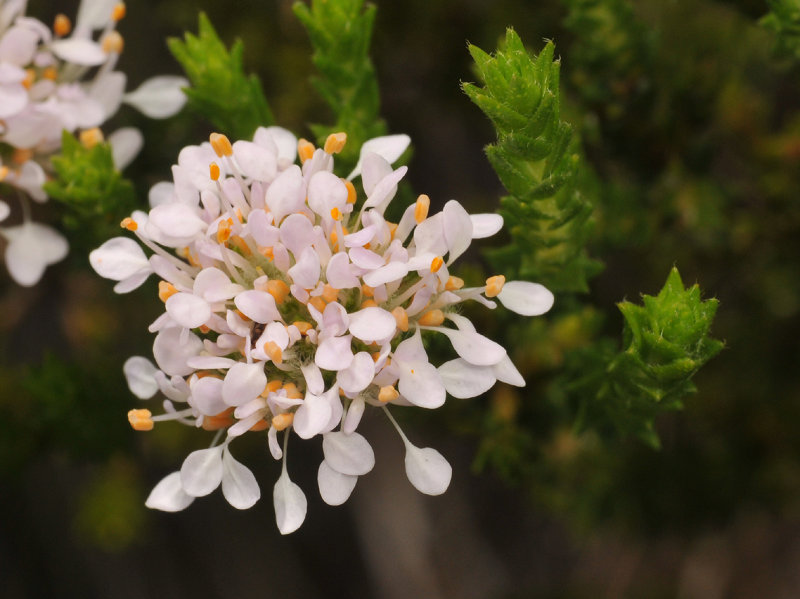 Rutaceae. Close-up.