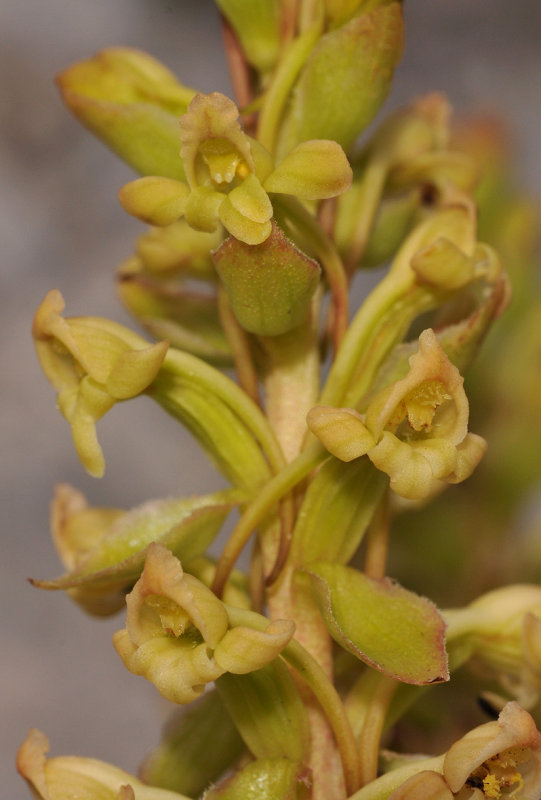 Satyrium humile. Closer.