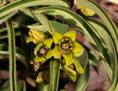 Raphionacme burkei.. Close-up.