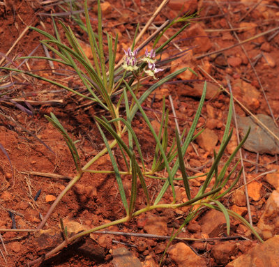 Asclepias brevipes or A. stellifera.