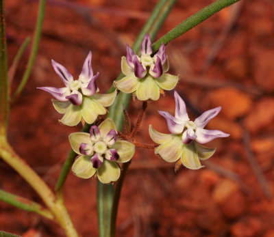 Asclepias brevipes or A. stellifera. Close-up.