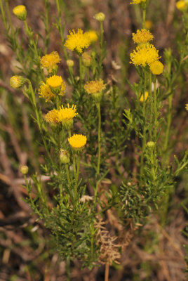 Asteraceae sp.