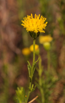 Asteraceae sp. Close-up.