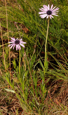 Castalis spectabilis