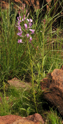 Cleome maculata